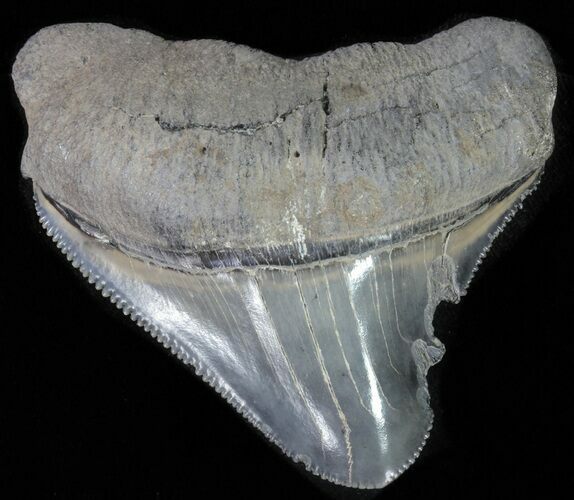 Juvenile Megalodon Tooth - Serrated Blade #61841